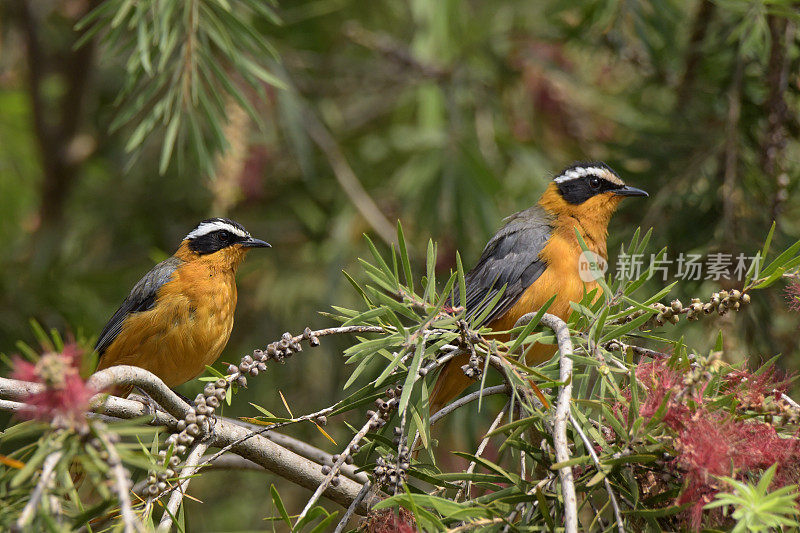 White-browed Robin-Chat